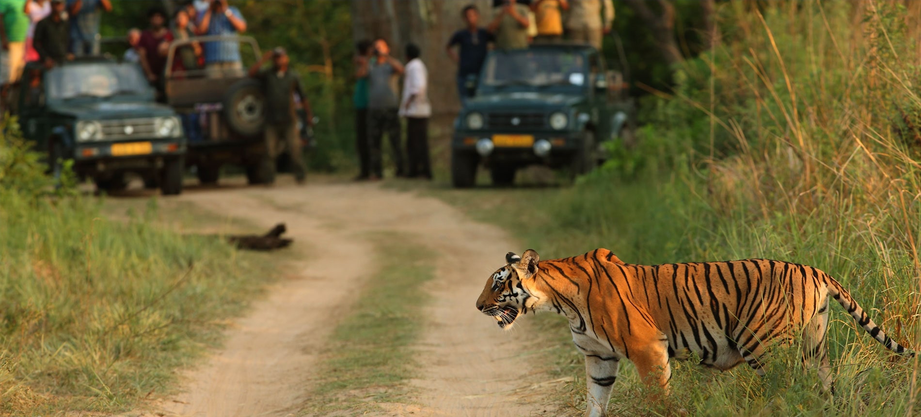 Golden Triangle Tour with Ranthambore